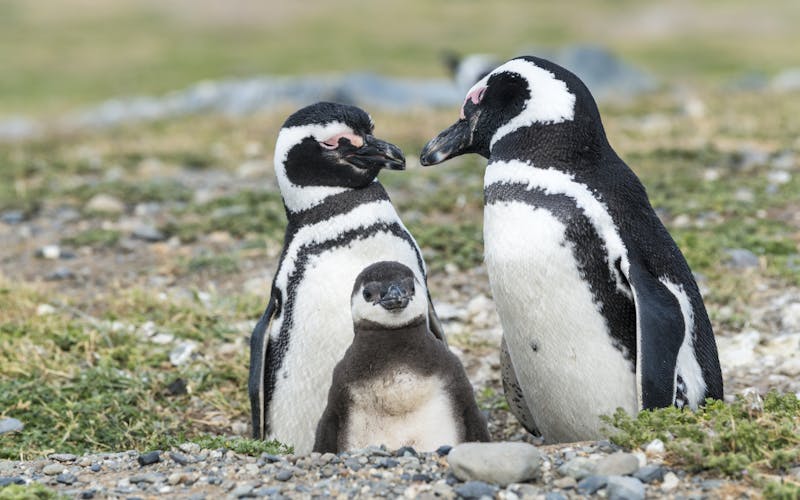 Pinguin-Eltern mit ihrem Jungen 