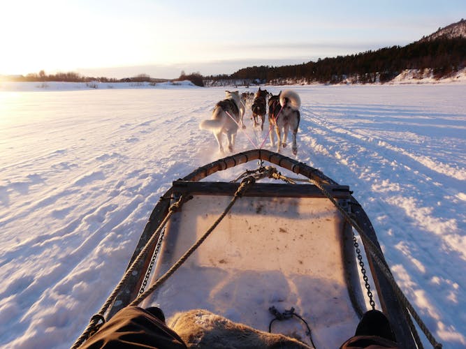 Schlittenfahrt mit Hunden Lappland