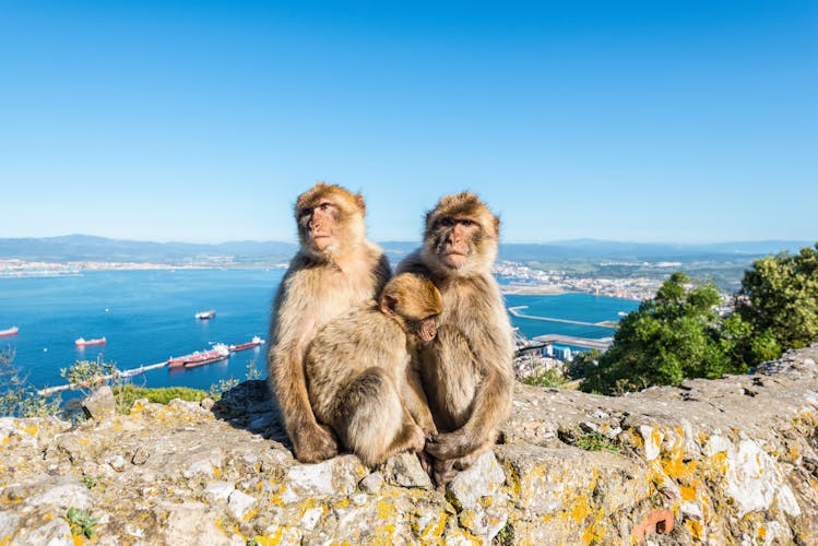 Q:\Destinationen\Großbritannien\Gibraltar\Affen_Affenfelsen\Gibraltar_AdobeStock_208614450_©Val Traveller_abo.jpeg
