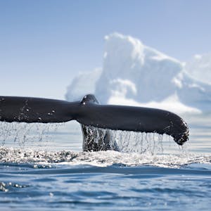 Grönland Wal