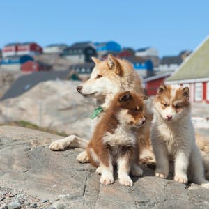 Grönland Uummannaq Hunde