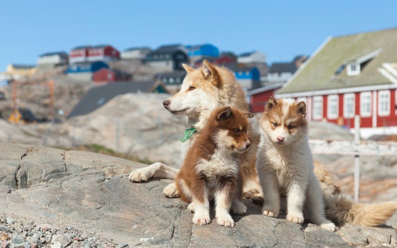 Schlittenhunde in Grönland