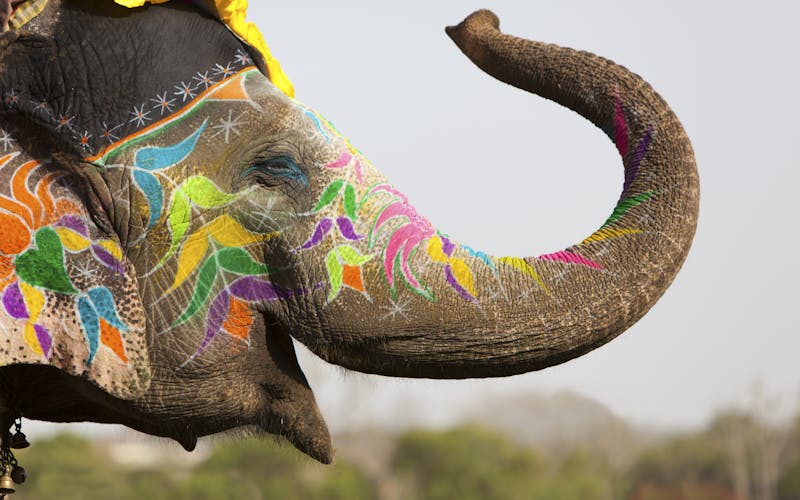 Elefanten-Fest in Jaipur 