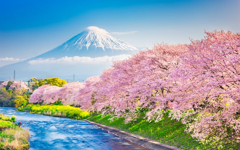 Mount Fuji Kirschblüte Japan