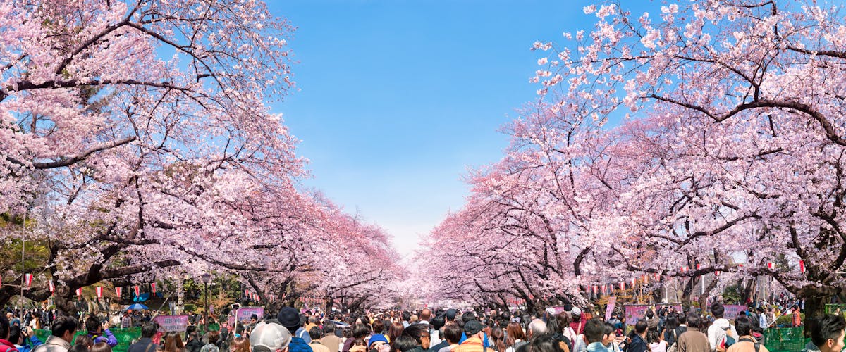 Hanami Kirschblüten in Tokyo im Ueno Park
