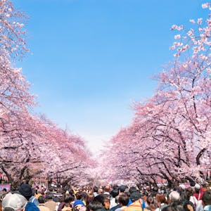 Hanami Kirschblüten in Tokyo im Ueno Park