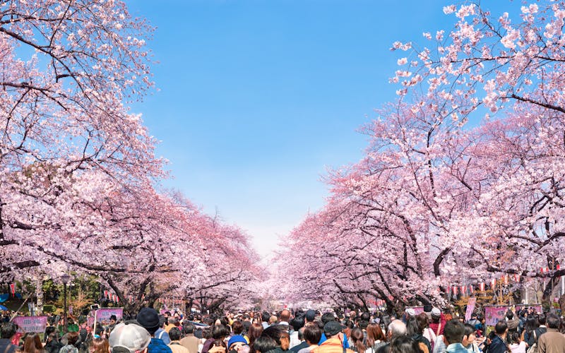 Q:\Destinationen\Japan\Tokyo\Hanami_Kirschblüten in Tokyo im Ueno Park_AdobeStock_102708238©eyetronic.jpeg