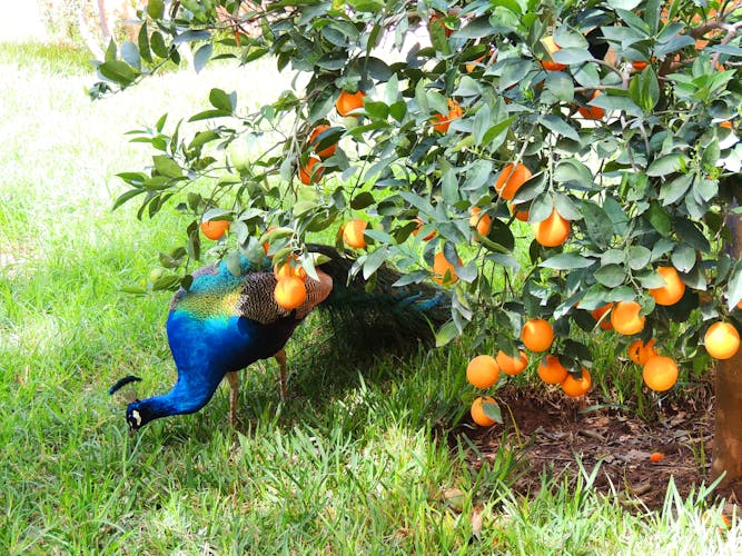 Pfau unterm Orangenbaum