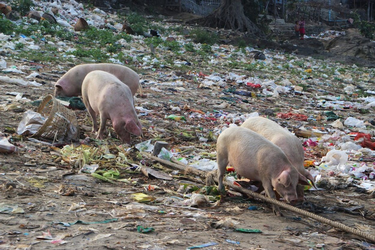 Schweine im Müll