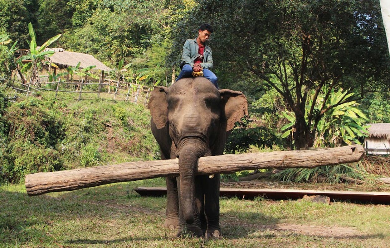 Arbeitselefanten in Myanmar