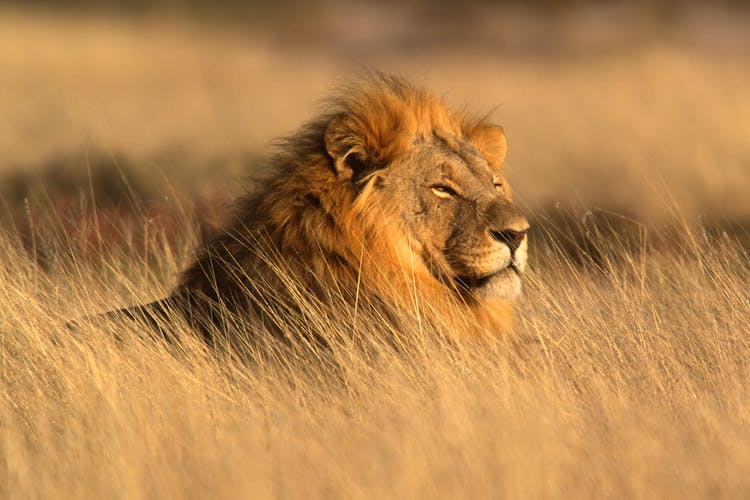 Löwe, Afrika