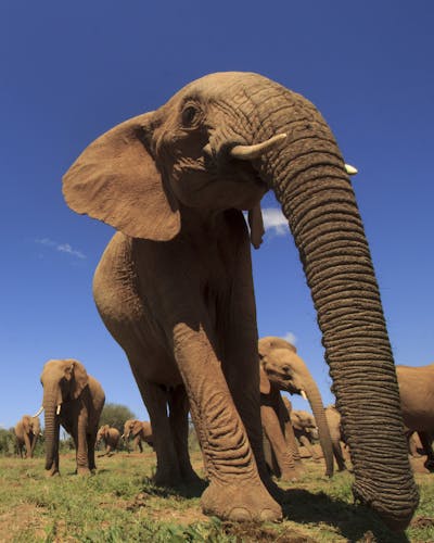 Elefant Etosha Nationalpark Namibia 