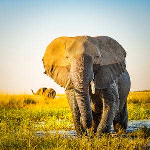 Namibia Elefant