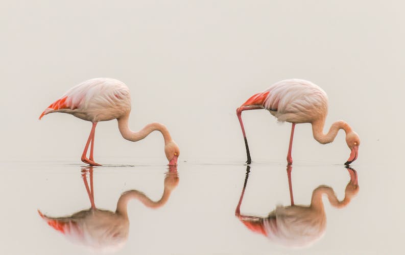 Flamingo_Walvis Bay_AdobeStock_229927067©Gunter