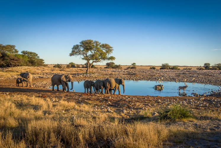 Q:\Destinationen\Namibia\Etosha Nationalpark\Etosha Nationalpark_AdobeStock_273170575_©Simone_abo.jpeg