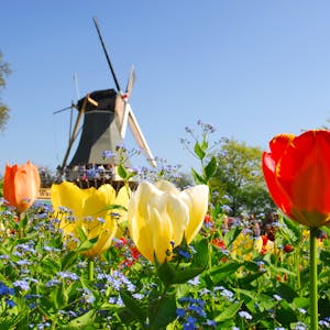 Tulpen im Keukenhof in Den Haag _AdobeStock_14920059©dzain