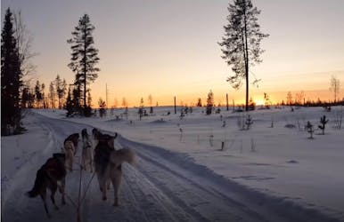 Schwedisch Lappland Hundeschlitten