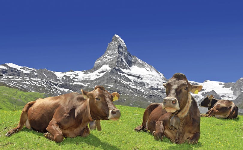 Kühe Matterhorn Zermatt Schweiz