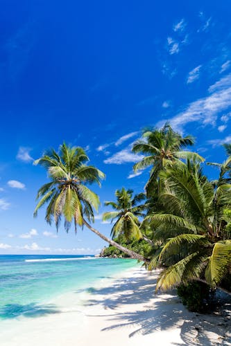 Q:\Destinationen\Indischer Ozean\Seychellen\Seychellen_Place Cocotier_AdobeStock_32125546 © Beboy.jpeg