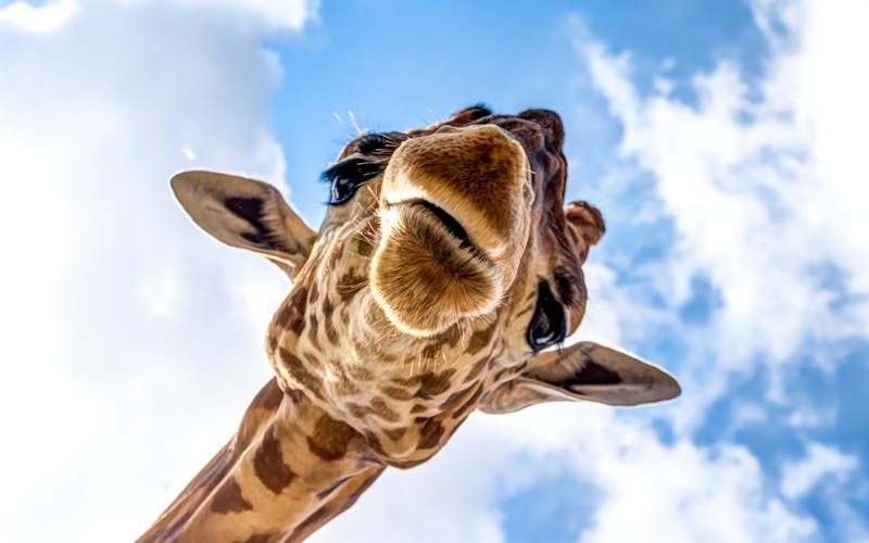 Q:\Destinationen\Südafrika\Tiere\Giraffe_AdobeStock_168361845_©mije shots.jpeg