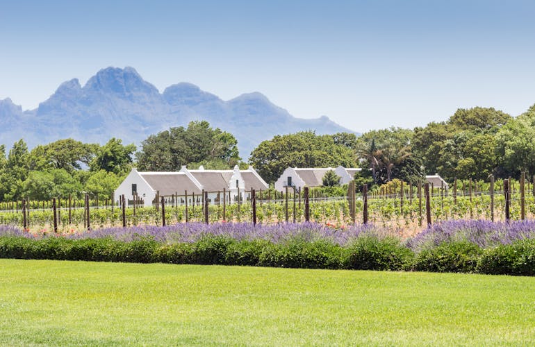 Weinanbau in Kapstadt