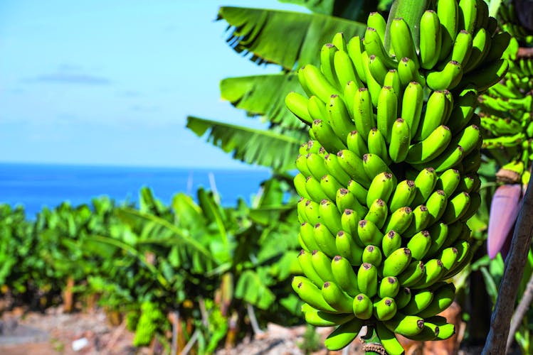 Bananenplantage_La Palma_AdobeStock_94080223©travelguide_bearbeitet_pso