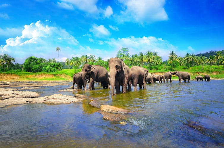 Q:\Destinationen\SriLanka\Sri Lanka_Elefanten_AdobeStock_82846388 © eranda.jpeg
