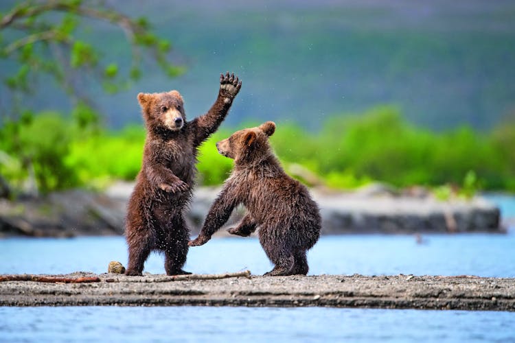Braunbären in Alaska