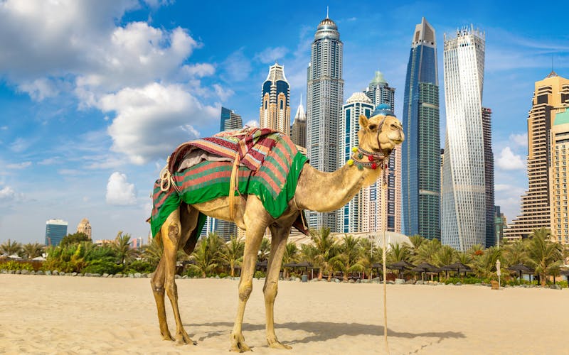 Skyline Dubai mit Kamel