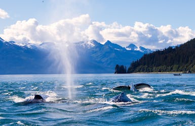 Wal in Juneau, Alaska