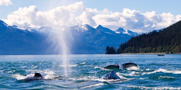 Wal in Juneau, Alaska