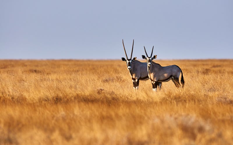 Oryx-Antilopen in der Savanne 