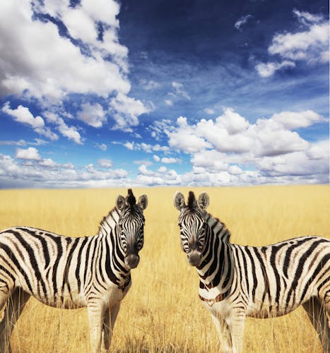 Zebras im Etosha-Nationalpark