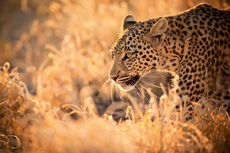Leopard Afrika Safari African Explorer Lernidee