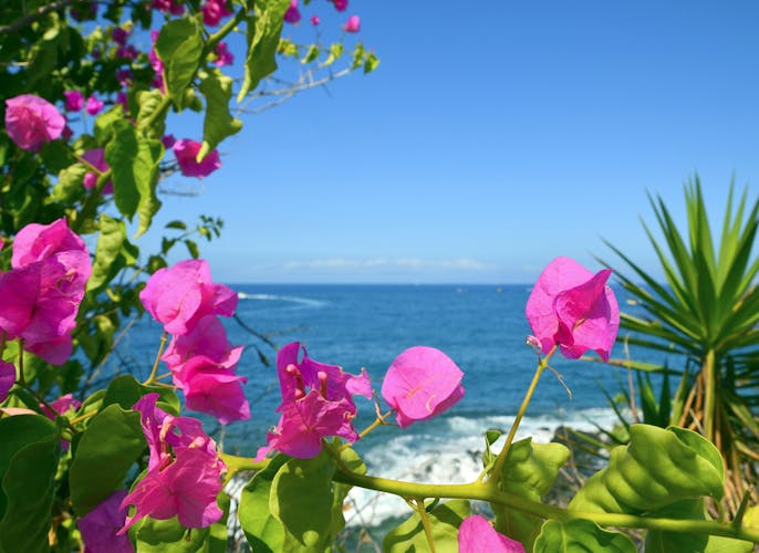Blumen auf den Kanarischen Inseln