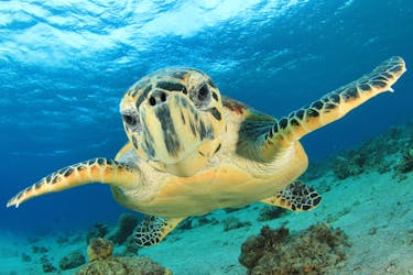 schwimmende Schildkröte 