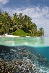Unterwasserwelt und über Wasser Palmen