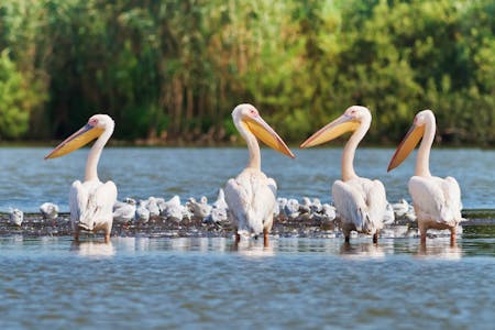 Pelikane waten durchs flache Wasser