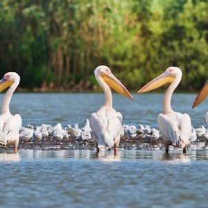 Pelikane Donaudelta
