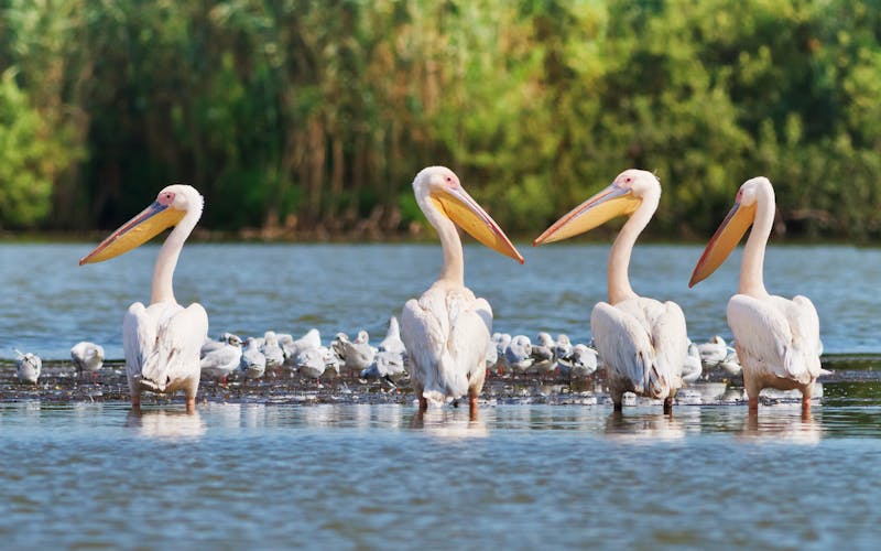 Pelikane waten durchs flache Wasser