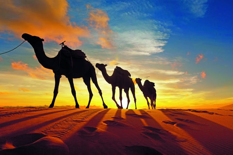 Q:\Destinationen\Emirate\Dubai\Dubai_Kamele_AdobeStock_315016874 © MICHEL_abo_pso.tif