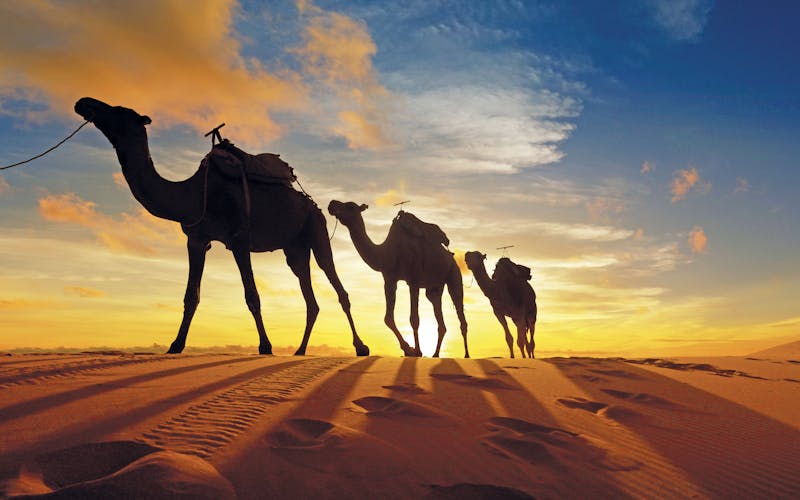 Q:\Destinationen\Emirate\Dubai\Dubai_Kamele_AdobeStock_315016874 © MICHEL_abo_pso.tif